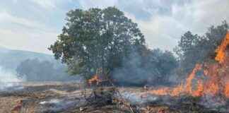 Fire in Zeytinlik spreads to the forest – Sözcü Newspaper news-05102024-162354