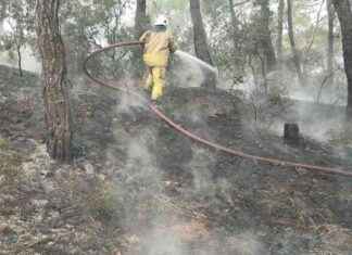 Fire in the forested area in Heybeliada – Sözcü Newspaper news-11112024-151709