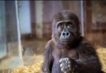 baby-gorilla-named-olive