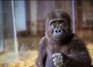 Baby gorilla named Olive baby-gorilla-named-olive