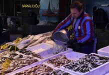 fresh-anchovies-in-trabzon-selling-at-100-lira-per-kilogram