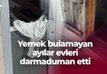 Ayıların Yemek Arayışında Yaptığı Hasarları Düzeltmek – Ayıların Evi Nasıl Yıkar? aylarn-yemek-araynda-yapt-hasarlar-dzeltmek-aylarn-evi-nasl-ykar