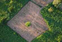 Tire’de Satılık Zeytinlik Fiyatı 1.6 Milyon TL tirede-satlk-zeytinlik-fiyat-16-milyon-tl