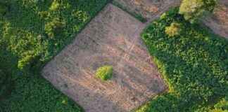 Tire’de Satılık Zeytinlik Fiyatı 1.6 Milyon TL tirede-satlk-zeytinlik-fiyat-16-milyon-tl