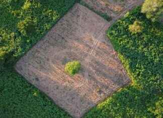 Tire’de Satılık Zeytinlik Fiyatı 1.6 Milyon TL tirede-satlk-zeytinlik-fiyat-16-milyon-tl