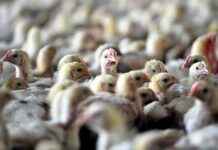 Bird Flu Alert in Brazil: First Confirmation – Latest World News bird-flu-alert-in-brazil-first-confirmation-latest-world-news