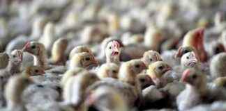 Bird Flu Alert in Brazil: First Confirmation – Latest World News bird-flu-alert-in-brazil-first-confirmation-latest-world-news