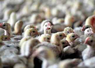 Bird Flu Alert in Brazil: First Confirmation – Latest World News bird-flu-alert-in-brazil-first-confirmation-latest-world-news