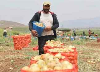 harvest-begins-fresh-produce-prices-surge-from-field-to-market